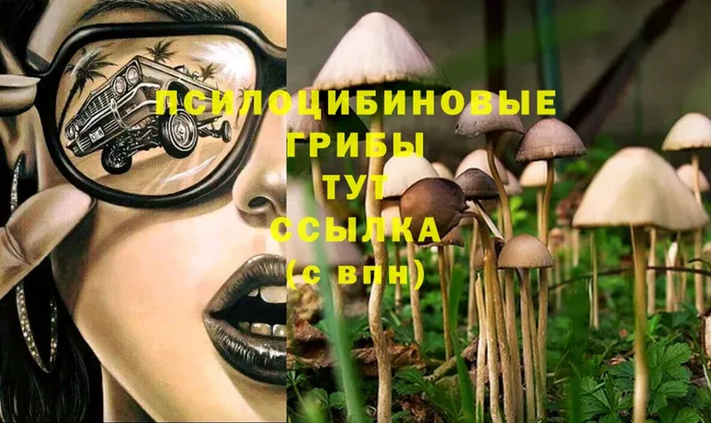 мориарти клад  Дедовск  Галлюциногенные грибы Psilocybe 